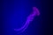 The Purple-striped Jellyfish On blue background. chrysaora plocamia. South American Sea Nettle. From the Pacific coast of Pent,