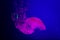 The Purple-striped Jellyfish On blue background. chrysaora plocamia. South American Sea Nettle. From the Pacific coast of Pent,