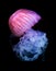 The Purple-striped Jellyfish Chrysaora colorata