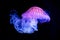 The Purple-striped Jellyfish Chrysaora colorata
