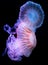 The Purple-striped Jellyfish Chrysaora colorata