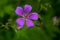 Purple and striped wild forest geranium