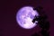 purple sturgeon moon on red night sky back silhouette trees