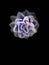 `Purple succulent in a drak background