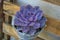 Purple suculent potted plant. Metal pot. Flat lay