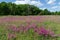 Purple summer meadow