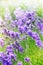 Purple summertime Lavender flowers