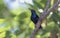 Purple sunbird Cinnyris asiaticus on a branch against the green background