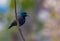 Purple sunbird Cinnyris asiaticus singing on a branch