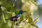 Purple sunbird male