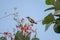 Purple Sunbird Male