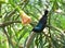 Purple sunbird (male)