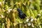 Purple sunbird, male, Cinnyris asiaticus, Bharatpur, Rajasthan, India