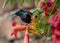 Purple Sunbird Nectarinia asiatica