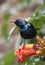 Purple Sunbird Nectarinia asiatica