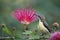 Purple sunbird in red powder puff tree flowers