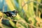 Purple Sunbird Wildlife on Aloe Vera Plant