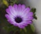 Purple Sunflower Daisy, Purple Osteospermum
