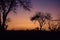 Purple Sunset in behind Trees, South Africa