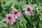 Purple susans different view, summer flowers with depth of field perspective