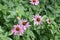 Purple susans?, summer flowers with depth of field perspective