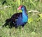 Purple Swamp hen