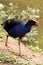 Purple Swamp Hen