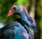 Purple swamp-hen bird portrait photo