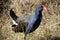 Purple Swamp hen in Grass