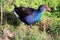 Purple Swamp Hen in Green Grass