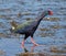 Purple Swamp hen looking for food in water, George South Africa