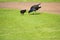 Purple Swamp Hen with newly hatched black chick.