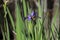 Purple Swamp Iris, Okefenokee Swamp National Wildlife Refuge