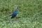 Purple Swamphen