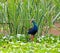 Purple Swamphen