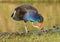 Purple Swamphen