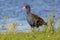 Purple Swamphen