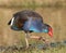 Purple Swamphen