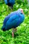 Purple Swamphen