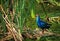 Purple swamphen also called as Western swamphen hunting on marshland. Chennai. India.purple swamphen also called as Western