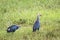 Purple Swamphen in Bundala national park, Sri Lanka