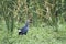 Purple Swamphen in Bundala national park, Sri Lanka