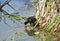 Purple Swamphen chick