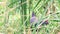 Purple Swamphen is eating it\'s food