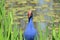 Purple Swamphen face on