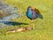 Purple Swamphen Feeding on a Carp