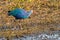 A Purple Swamphen looking for food