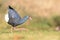 Purple Swamphen & x28;Porphyrio porphyrio& x29;