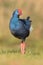 Purple Swamphen & x28;Porphyrio porphyrio& x29;