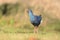 Purple Swamphen & x28;Porphyrio porphyrio& x29;